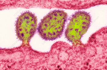 Lassa Virus under a microscope